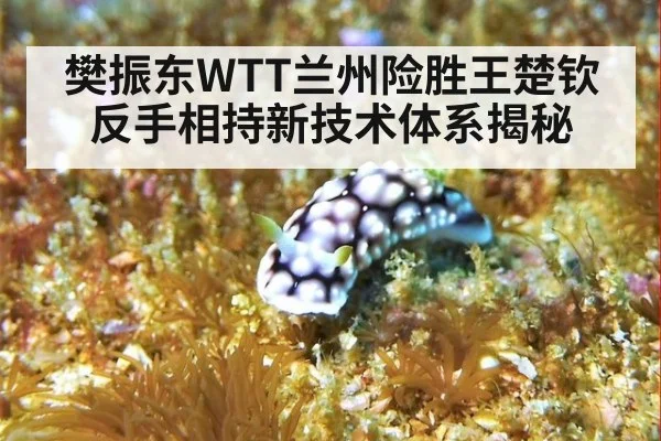 樊振东WTT兰州险胜王楚钦 反手相持新技术体系揭秘